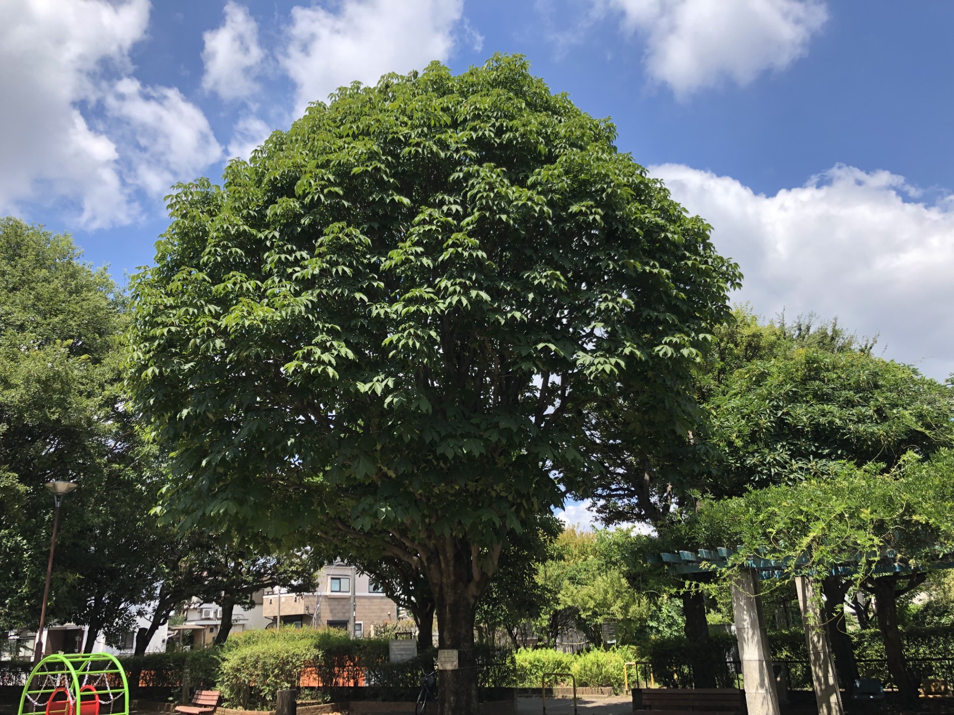 「週刊COMPASS」第141号