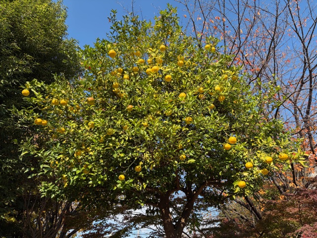 「週刊COMPASS」第155号