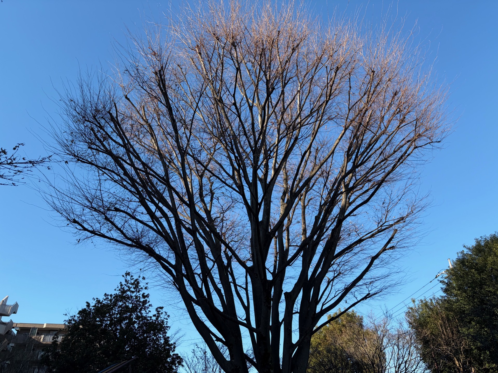 「週刊COMPASS」第162号