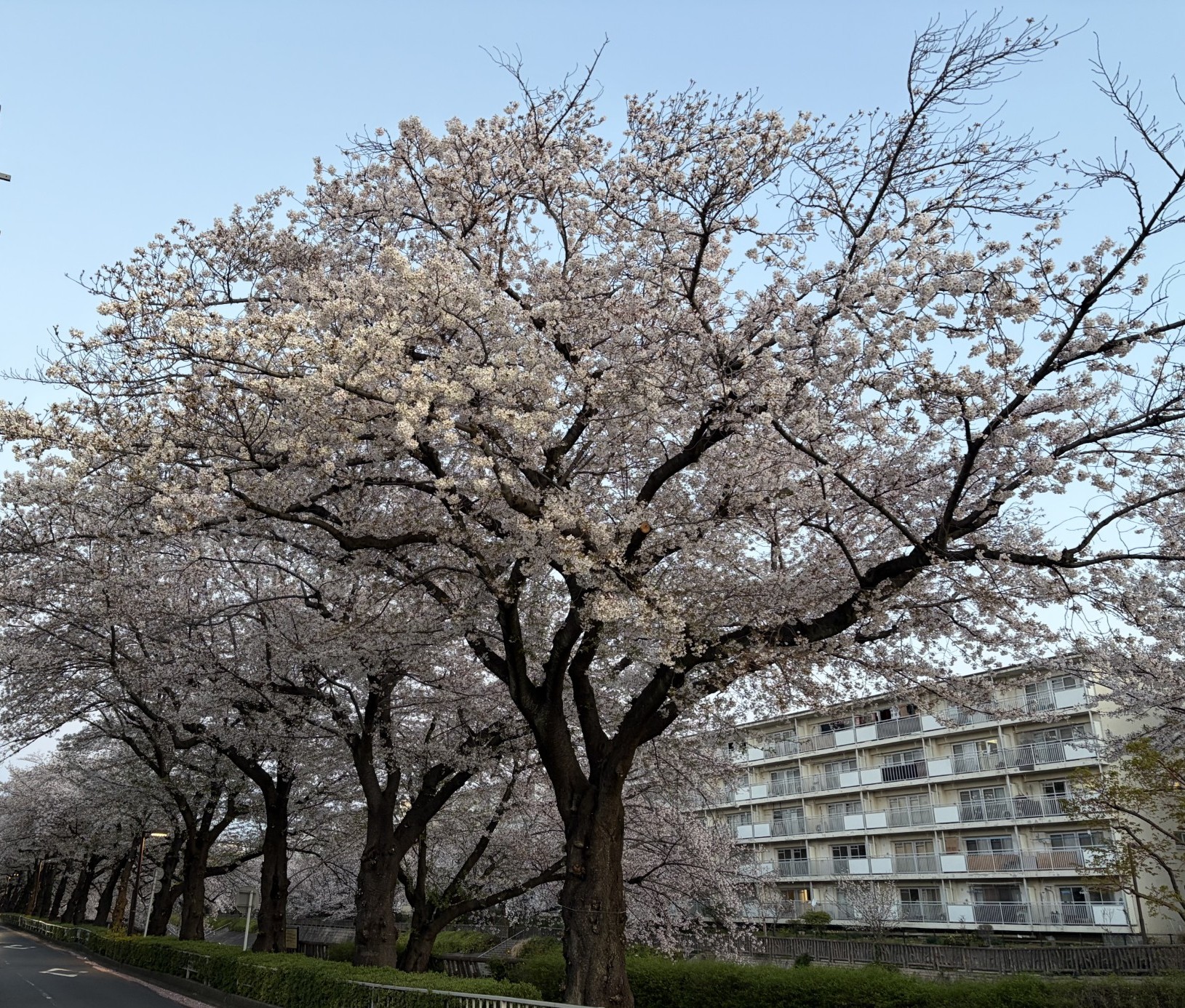 「週刊COMPASS」第174号