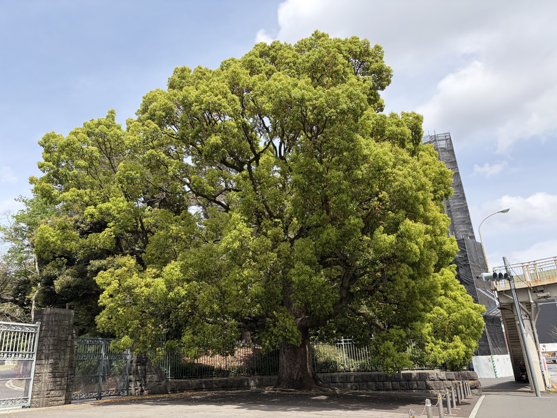 「週刊COMPASS」第175号